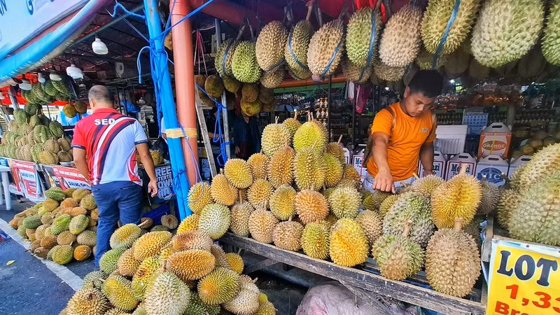 [VIDEO] Sầu riêng Việt Nam đối mặt cạnh tranh gay gắt từ Philippines tại Trung Quốc
