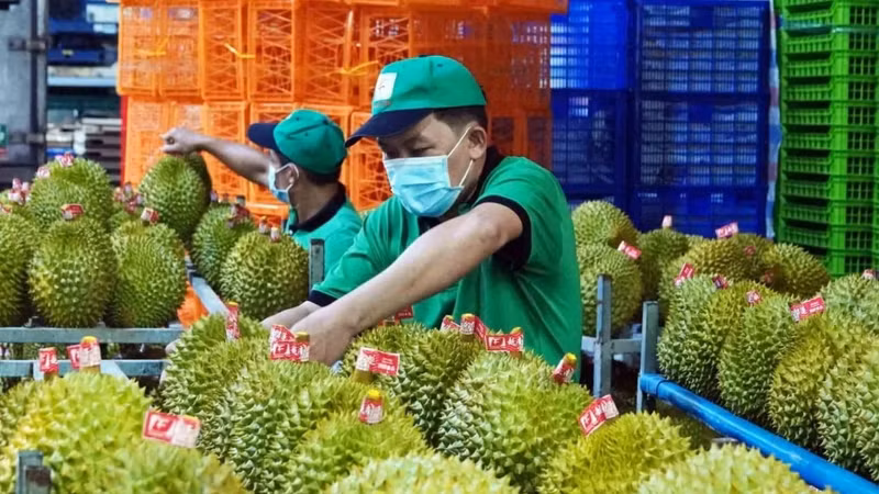 [VIDEO] Trung Quốc cấp phép hơn 400 vùng trồng sầu riêng cho Việt Nam