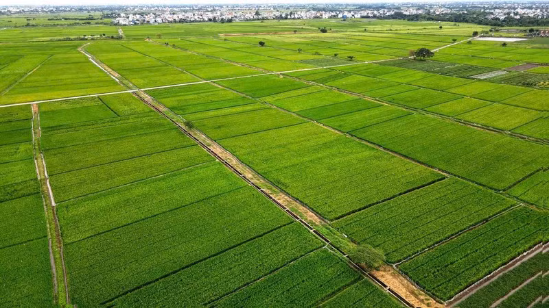 Sở Nông nghiệp và Môi trường tỉnh Tây Ninh tập trung gia cố hạ tầng thủy lợi và chủ động kiểm soát dịch bệnh, quyết tâm đạt trên 4,1 triệu tấn lúa.