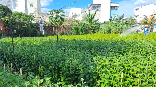 Nguoi trong hoa TPHCM giam san luong, giu gia de thich nghi voi mua Tet-Hinh-2