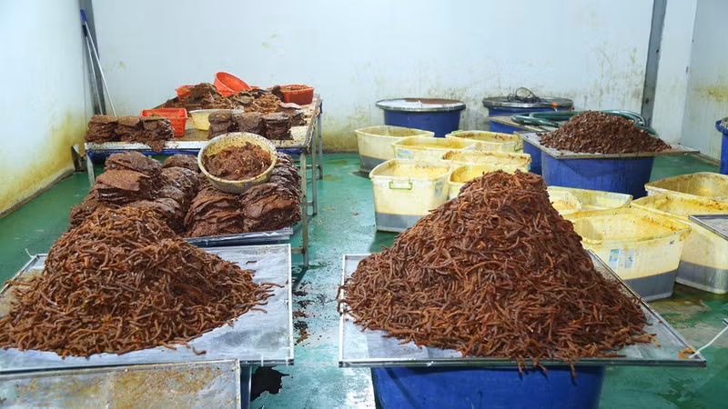 Đồng Nai: Triệt phá đường dây sản xuất, buôn bán khô bò giả