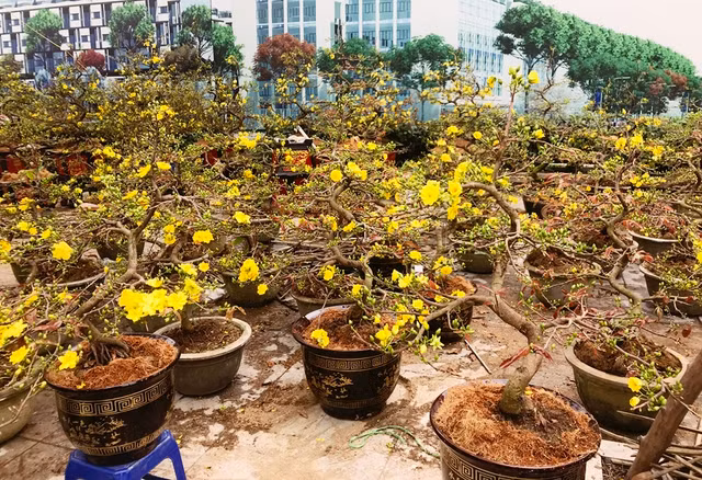 Cận cảnh mai vàng Bình Định đẹp ngẩn ngơ ở chợ Tết Hà Nội Can canh mai vang Binh Dinh dep ngan ngo o cho Tet Ha Noi