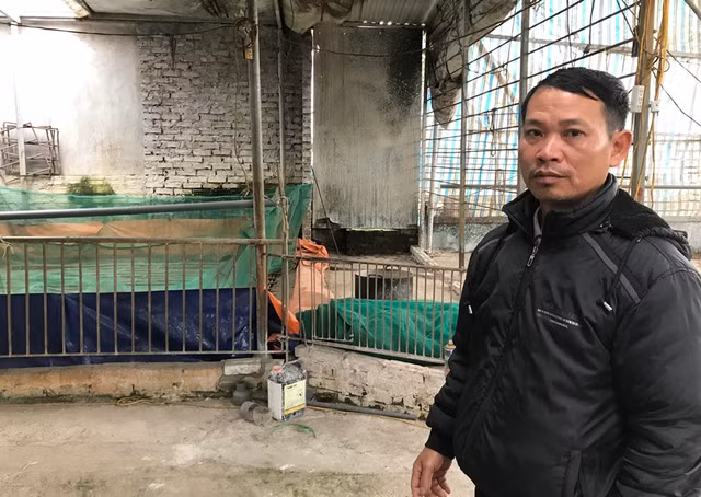 Bao gio nguoi dan moi duoc nhan tien ho tro 200 con lon dich ta chau Phi?-Hinh-2