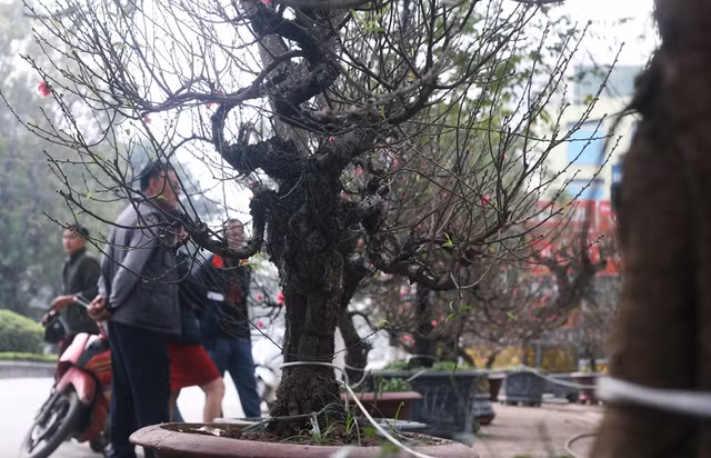 Đào cổ siêu to giá hàng trăm triệu hút đại gia dịp Tết Dao co sieu to gia hang tram trieu hut dai gia dip Tet