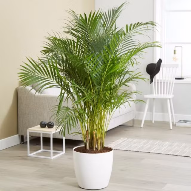 4 loại cây trồng trong nhà vừa thanh lọc không khí, lại tiết kiệm tiền điện - Hình 2 4 loai cay trong trong nha vua thanh loc khong khi, lai tiet kiem tien dien-Hinh-2