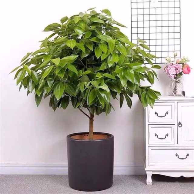 4 loại cây trồng trong nhà vừa thanh lọc không khí, lại tiết kiệm tiền điện 4 loai cay trong trong nha vua thanh loc khong khi, lai tiet kiem tien dien