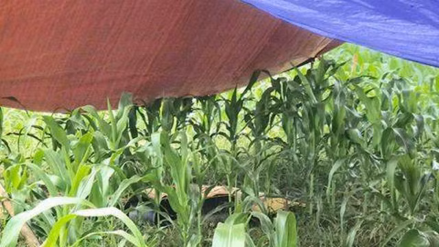 Người phụ nữ bị sét đánh tử vong khi đi thăm ruộng Nguoi phu nu bi set danh tu vong khi di tham ruong
