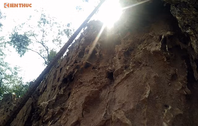 Thông tin bất ngờ về việc chặt hạ cây sưa 100 tỷ ở Hà Nội - Hình 3 Thong tin bat ngo ve viec chat ha cay sua 100 ty o Ha Noi-Hinh-3