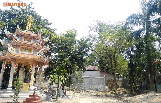 Thông tin bất ngờ về việc chặt hạ cây sưa 100 tỷ ở Hà Nội Thong tin bat ngo ve viec chat ha cay sua 100 ty o Ha Noi
