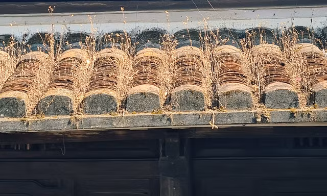 Ngắm vẻ đẹp dịu dàng của phố cổ Hội An - Hình 9 Ngam ve dep diu dang cua pho co Hoi An-Hinh-9