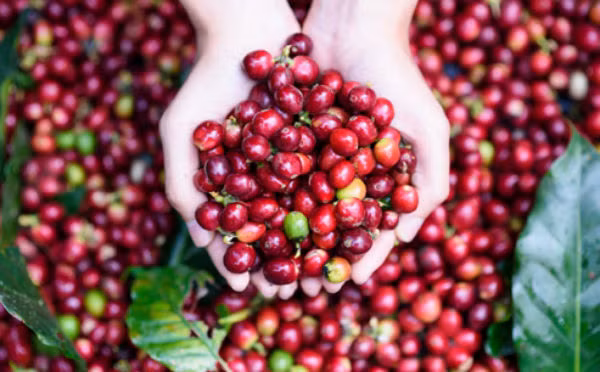 Giá cà phê hôm nay 11/1: Đồng loạt giảm 200 đồng/kg Gia ca phe hom nay 11/1: Dong loat giam 200 dong/kg