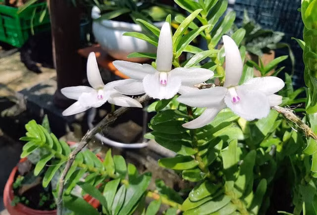 'Ông trùm' lan đột biến sở hữu 3 chậu lan 32 tỷ lý giải nguyên nhân những chậu lan giá tiền tỷ - Hình 4 'Ong trum' lan dot bien so huu 3 chau lan 32 ty ly giai nguyen nhan nhung chau lan gia tien ty-Hinh-4