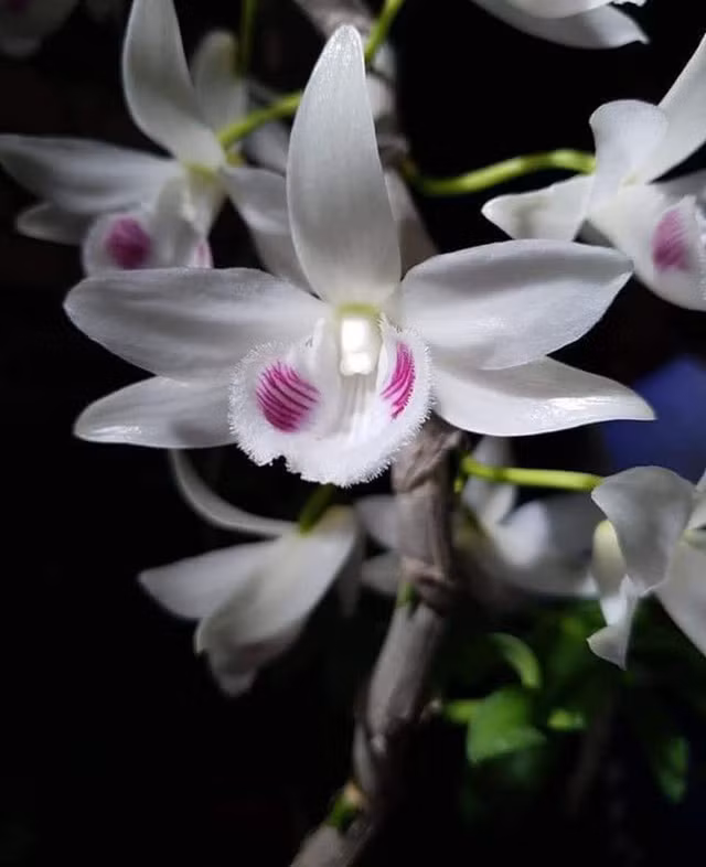 Bí ẩn chủ nhân chậu lan Juliet 83 tỷ khiến cộng đồng cây cảnh 'chia phe' - Hình 2 Bi an chu nhan chau lan Juliet 83 ty khien cong dong cay canh 'chia phe'-Hinh-2