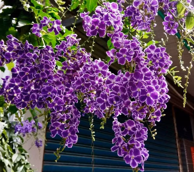 Loài cây này đều mang vẻ đẹp lộng lẫy, được phong là 'thần giữ của' - Hình 3 Loai cay nay deu mang ve dep long lay, duoc phong la 'than giu cua'-Hinh-3