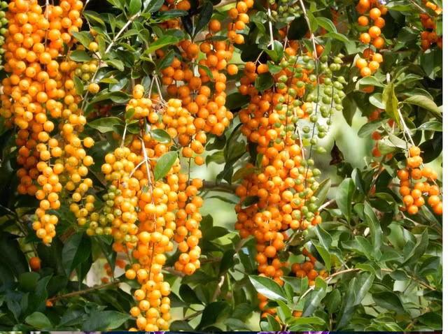 Loài cây này đều mang vẻ đẹp lộng lẫy, được phong là 'thần giữ của' - Hình 5 Loai cay nay deu mang ve dep long lay, duoc phong la 'than giu cua'-Hinh-5
