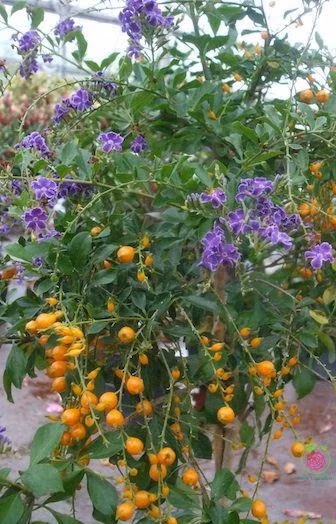 Loài cây này đều mang vẻ đẹp lộng lẫy, được phong là 'thần giữ của' - Hình 10 Loai cay nay deu mang ve dep long lay, duoc phong la 'than giu cua'-Hinh-10