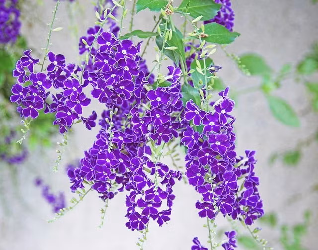 Loài cây này đều mang vẻ đẹp lộng lẫy, được phong là 'thần giữ của' - Hình 7 Loai cay nay deu mang ve dep long lay, duoc phong la 'than giu cua'-Hinh-7