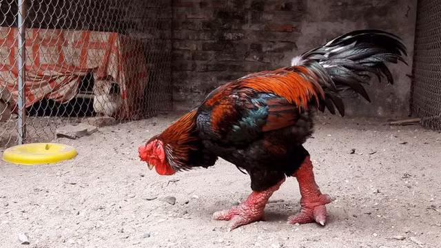 Đại gia Việt thi nhau lùng loại gà tiến vua giá siêu đắt đỏ - Hình 6 Dai gia Viet thi nhau lung loai ga tien vua gia sieu dat do-Hinh-6