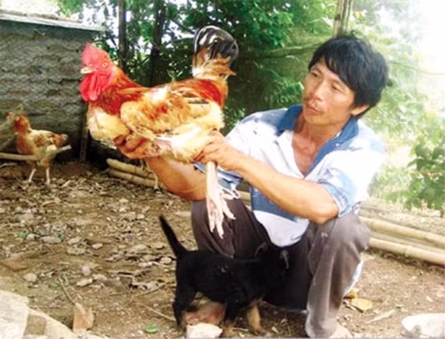 Đại gia Việt thi nhau lùng loại gà tiến vua giá siêu đắt đỏ Dai gia Viet thi nhau lung loai ga tien vua gia sieu dat do