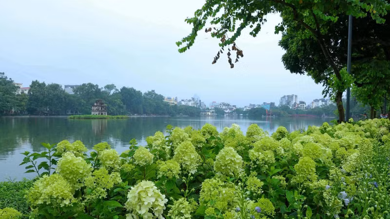 Hồ Gươm khoác áo hoa cẩm tú cầu xanh mướt, dân mạng check-in rần rần