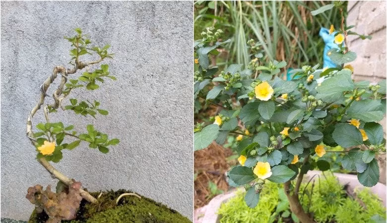Bất ngờ với cây hoa ké: Từ cây dại thành bonsai đắt tiền và dược liệu quý