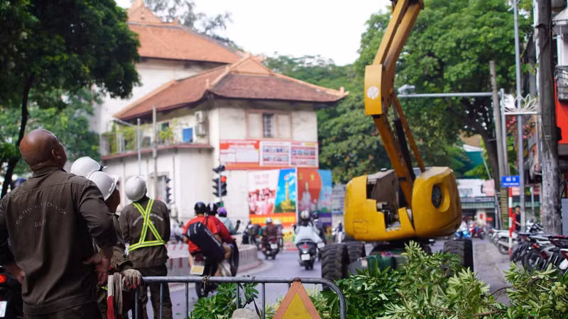 Cắt tỉa cây hoa sữa giúp giảm mùi nồng trong phố phường Hà Nội