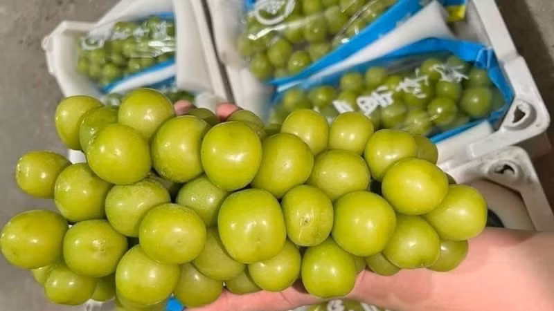 Nho mẫu đơn Trung Quốc biến động mạnh, giá xuống còn vài chục nghìn đồng/kg