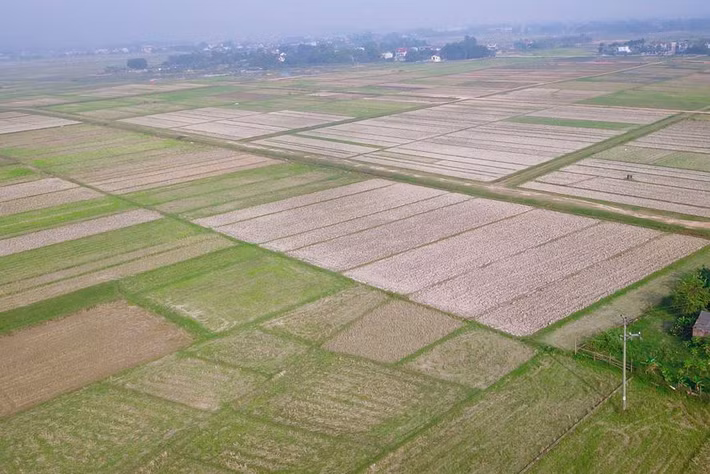 Theo quan sát, hầu hết trong 100ha diện tích đất đó hiện đang là đất sản xuất nông nghiệp, trồng hoa màu.