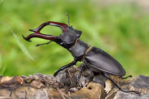 Vì sao bọ cánh cứng Stag Beetles được giới nhà giàu lùng mua? - Hình 5 Vi sao bo canh cung Stag Beetles duoc gioi nha giau lung mua?-Hinh-5
