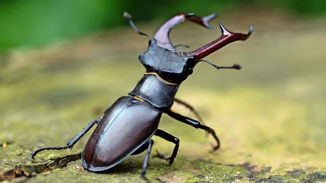 Vi sao bo canh cung Stag Beetles duoc gioi nha giau lung mua?