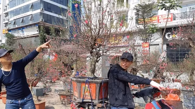 Đào, quất "xả hàng" sớm Dao, quat