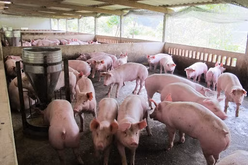 Giá heo hơi hôm nay 27/3: Một số vùng miền Nam tăng nhẹ trở lại Gia heo hoi hom nay 27/3: Mot so vung mien Nam tang nhe tro lai