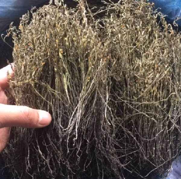 Loại cỏ mọc hoang lại là cây thuốc quý chữa bệnh gan - Hình 8 Loai co moc hoang lai la cay thuoc quy chua benh gan-Hinh-8