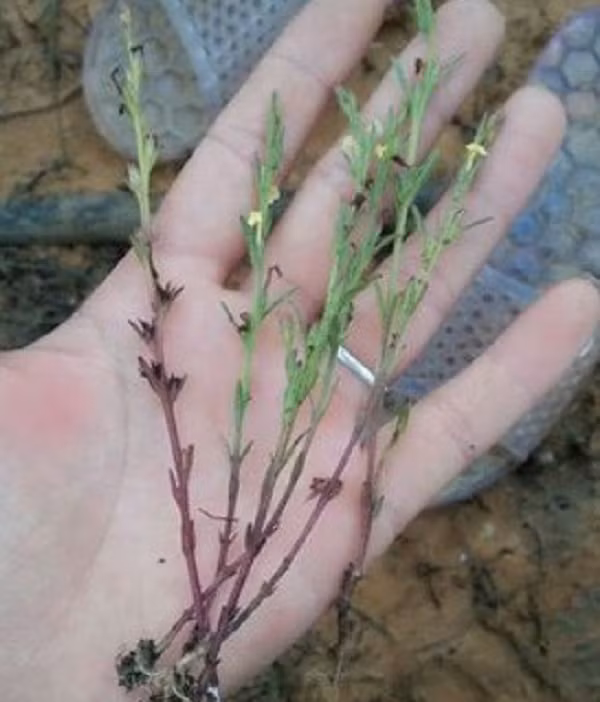 Loại cỏ mọc hoang lại là cây thuốc quý chữa bệnh gan - Hình 2 Loai co moc hoang lai la cay thuoc quy chua benh gan-Hinh-2