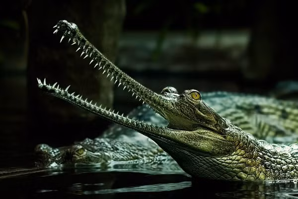 Loài 'thủy quái nước ngọt' không kém bất cứ sát thủ nào - Hình 2 Loai 'thuy quai nuoc ngot' khong kem bat cu sat thu nao-Hinh-2