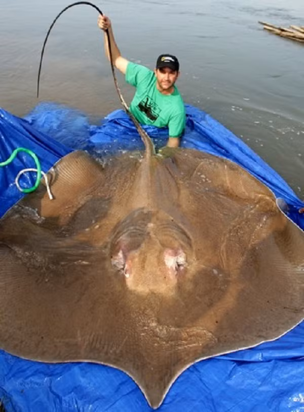 Loài 'thủy quái nước ngọt' không kém bất cứ sát thủ nào - Hình 5 Loai 'thuy quai nuoc ngot' khong kem bat cu sat thu nao-Hinh-5