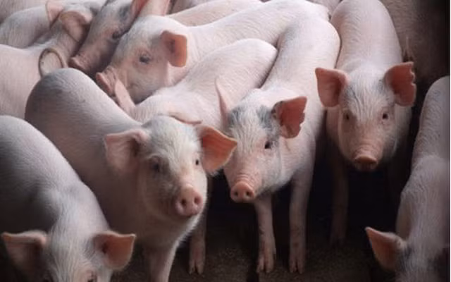 Giá heo hơi hôm nay 3/1: Đồng loạt giảm sâu, tiệm cận mức 80.000 đồng/kg Gia heo hoi hom nay 3/1: Dong loat giam sau, tiem can muc 80.000 dong/kg