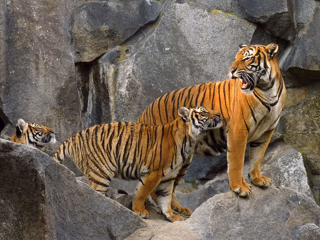 Hổ Đông Dương quý hiếm bậc nhất thế giới - Hình 5 Ho Dong Duong quy hiem bac nhat the gioi-Hinh-5