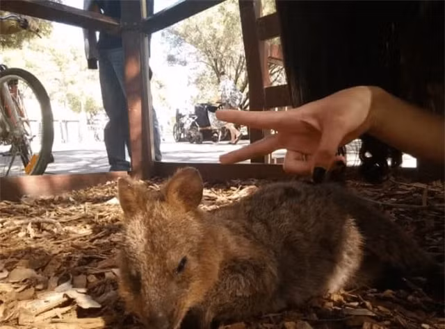 Kangaroo ngu cung cuoi la loai dong vat vui ve nhat hanh tinh-Hinh-8
