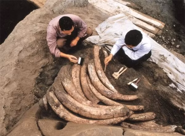 Phát hiện 1.000 ngà voi cổ đại nhưng không muốn khai quật vì điều bất ngờ này Phat hien 1.000 nga voi co dai nhung khong muon khai quat vi dieu bat ngo nay