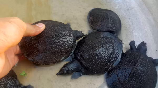 Trào lưu nuôi 'thủy quái' ba ba giúp kiếm bộn tiền - Hình 4 Trao luu nuoi 'thuy quai' ba ba giup kiem bon tien-Hinh-4