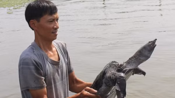 Trào lưu nuôi 'thủy quái' ba ba giúp kiếm bộn tiền - Hình 8 Trao luu nuoi 'thuy quai' ba ba giup kiem bon tien-Hinh-8