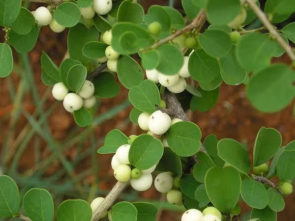 Cơm nguội - loại cây quen thuộc giúp trị nhiều bệnh ít ai biết - Hình 3 Com nguoi - loai cay quen thuoc giup tri nhieu benh it ai biet-Hinh-3