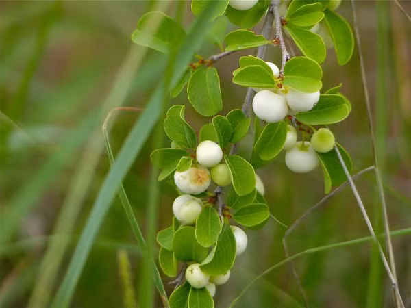 Cơm nguội - loại cây quen thuộc giúp trị nhiều bệnh ít ai biết - Hình 7 Com nguoi - loai cay quen thuoc giup tri nhieu benh it ai biet-Hinh-7