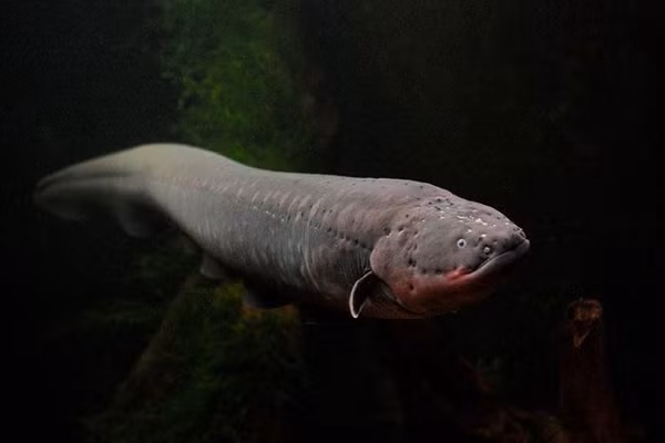 Loài cá có thể chết đuối nếu bị ngâm lâu trong nước - Hình 8 Loai ca co the chet duoi neu bi ngam lau trong nuoc-Hinh-8
