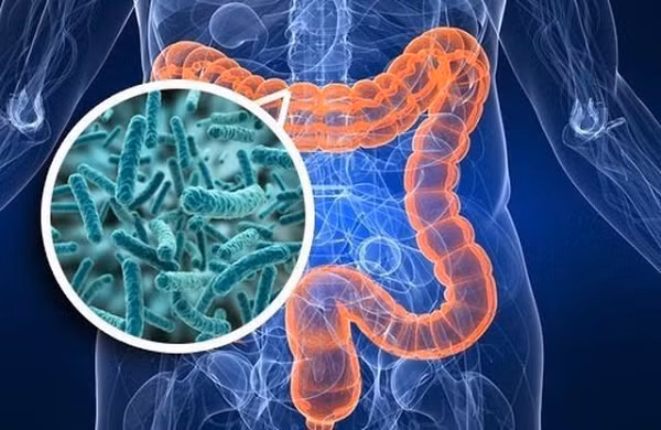 Phát hiện vi khuẩn đặc biệt ngừa nhiễm trùng và lão hoá - Hình 3 Phat hien vi khuan dac biet ngua nhiem trung va lao hoa-Hinh-3