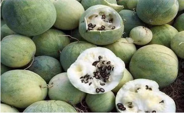 Dưa hấu mọc la liệt ở sa mạc nhưng ăn vào coi chừng đi cấp cứu - Hình 12 Dua hau moc la liet o sa mac nhung an vao coi chung di cap cuu-Hinh-12