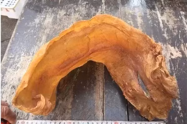 Phơi bong bóng cá, sau 38 năm giá trị đắt hơn vàng - Hình 2 Phoi bong bong ca, sau 38 nam gia tri dat hon vang-Hinh-2