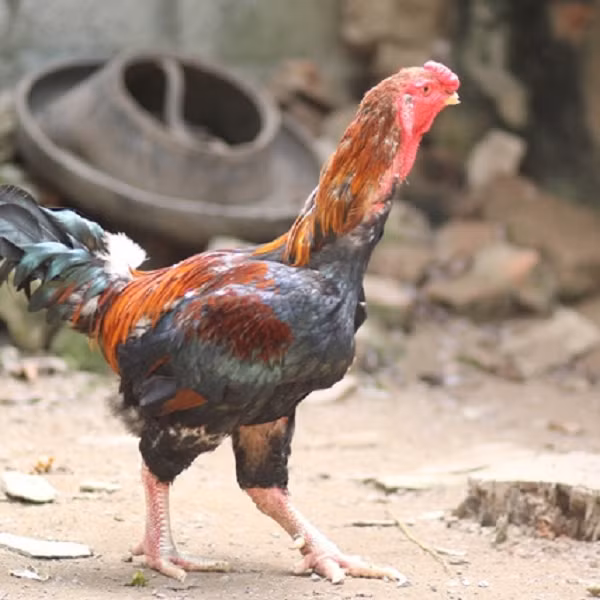 Đại gia ráo riết săn lùng những giống gà lạ, giá trên trời - Hình 8 Dai gia rao riet san lung nhung giong ga la, gia tren troi-Hinh-8