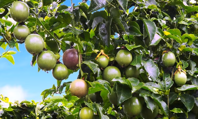 Suýt lỗ thành có lãi, hé lộ cách bầu Đức giúp Hoàng Anh Gia Lai 'lật ngược thế cờ' trong quý 3 - Hình 2 Suyt lo thanh co lai, he lo cach bau Duc giup Hoang Anh Gia Lai 'lat nguoc the co' trong quy 3-Hinh-2